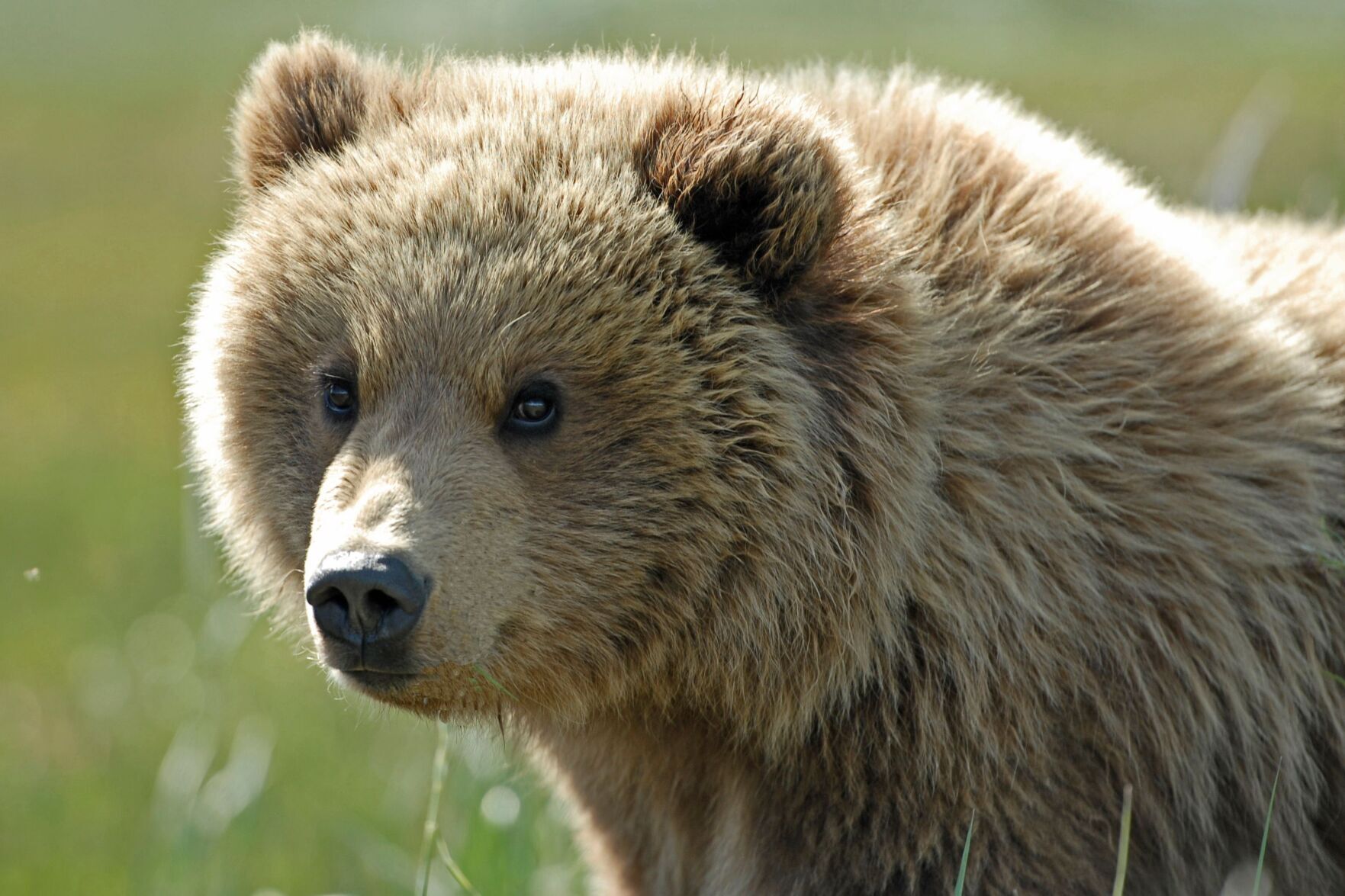 Katmai Bear Cutie